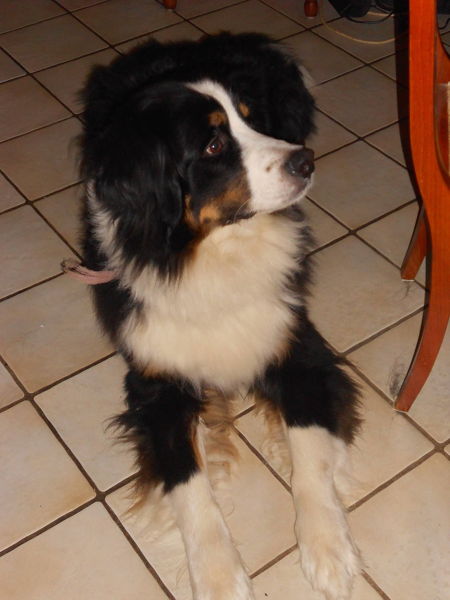 Jumbo a rejoint le concours — aidez-le/la à gagner de superbes lots ! bernese_mountain_dog, border_collie, canidae, carnivore, companion_dog, dog, dog_breed, door, floor, flooring, fur, hardwood, herding_dog, snout, sporting_group, tile_flooring, whiskers, working_animal, working_dog