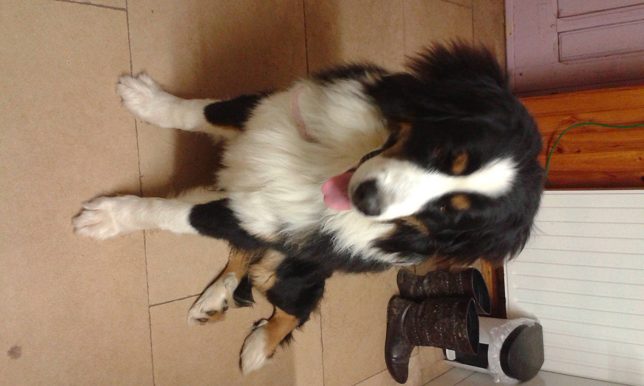 Jumbo participe au concours pour gagner de l'argent avec cette photo : border_collie, canidae, carnivore, companion_dog, dog, dog_breed, felidae, flooring, fur, hardwood, herding_dog, small_to_medium_sized_cats, snout, sporting_group, tail, whiskers, wood, working_animal, working_dog