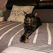 Freya Et Mady a rejoint le concours — aidez-le/la à gagner de superbes lots ! cat, tortoiseshell_cat, couch, striped, pillow, relaxing, indoor, furniture, pet, sleeping, cozy, domestic, animal, resting, soft_lighting, home, comfort, stretching, feline, close_up