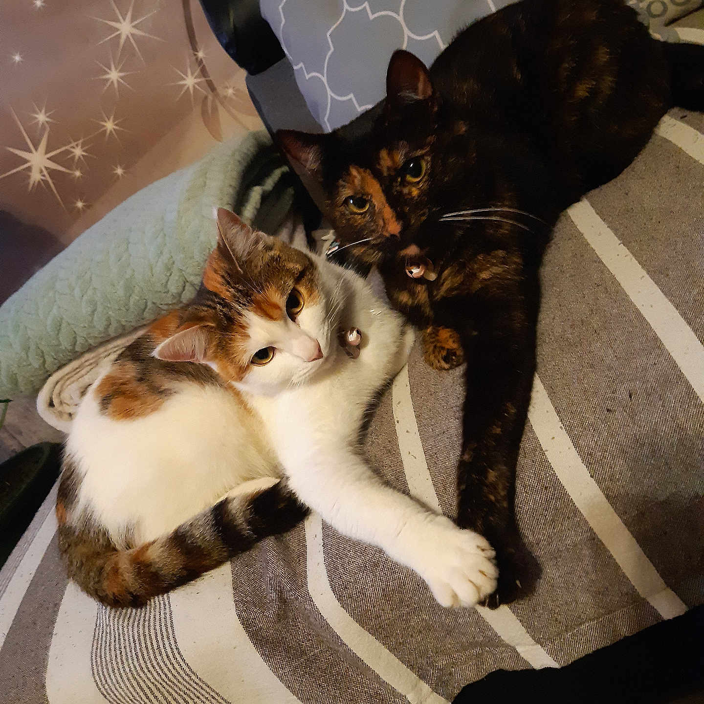 Freya Et Mady a rejoint le concours — aidez-le/la à gagner de superbes lots ! animals, blanket, calico_cat, cat, collar, companions, cozy, cute, feline, fur, home, indoor, pets, pillow, relaxed, resting, striped, tortoiseshell_cat, touching_paws, whiskers