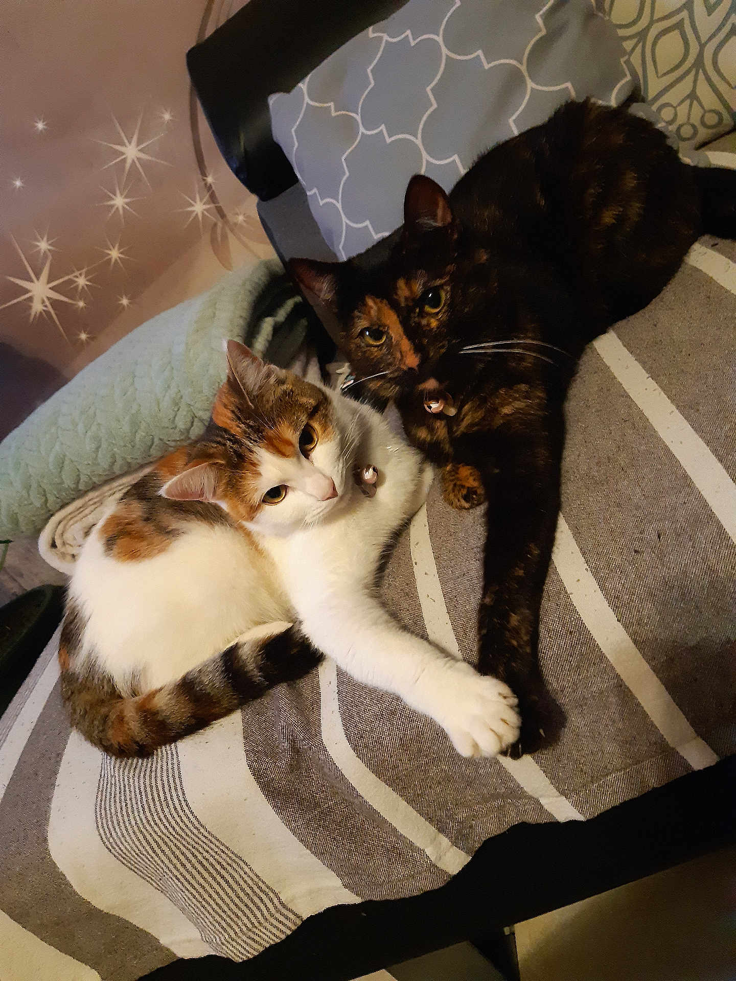Freya Et Mady a rejoint le concours — aidez-le/la à gagner de superbes lots ! cat, calico_cat, tortoiseshell_cat, pets, animals, feline, cozy, blanket, pillow, indoor, resting, cute, companions, touching_paws, striped, fur, whiskers, collar, relaxed, home