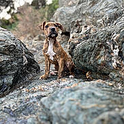 Shelby a rejoint le concours — aidez-le/la à gagner de superbes lots ! dog, puppy, brindle, rock, rocks, outdoor, nature, animal, pet, young_dog, sitting, curious, fur, mammal, snout, ears, whiskers, ground, wildlife, landscape
