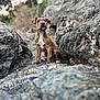dog, puppy, brindle, rock, rocks, outdoor, nature, animal, pet, young_dog, sitting, curious, fur, mammal, snout, ears, whiskers, ground, wildlife, landscape