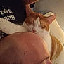 animal, bald_head, beard, cat, closeup, comfort, cuddle, face, feline, friendship, human, indoor, man, nap, orange_cat, pet, relaxation, resting, sleeping, white_cat