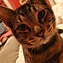 abyssinian, animal, cat, couch, egyptiancat, furniture, kitten, manx, pet, siamese