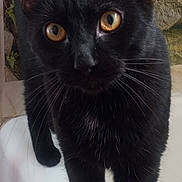 Boo-Yah joined the competition — help win amazing prizes! animal, bathtub_edge, black_cat, cat, close_up, curious, domestic_cat, ears, eyes, feline, fur, indoor, leafy_plants, looking_at_camera, mammal, nature_background, pet, portrait, stone_wall, whiskers