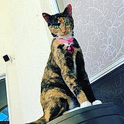 Coco joined the competition — help win amazing prizes! cat, calico, green_eyes, pink_collar, pet, animal, feline, sitting, perched, window_screen, pattern, wall, outdoor, close_up, looking_at_camera, domestic_cat, cute, alert, whiskers, fur