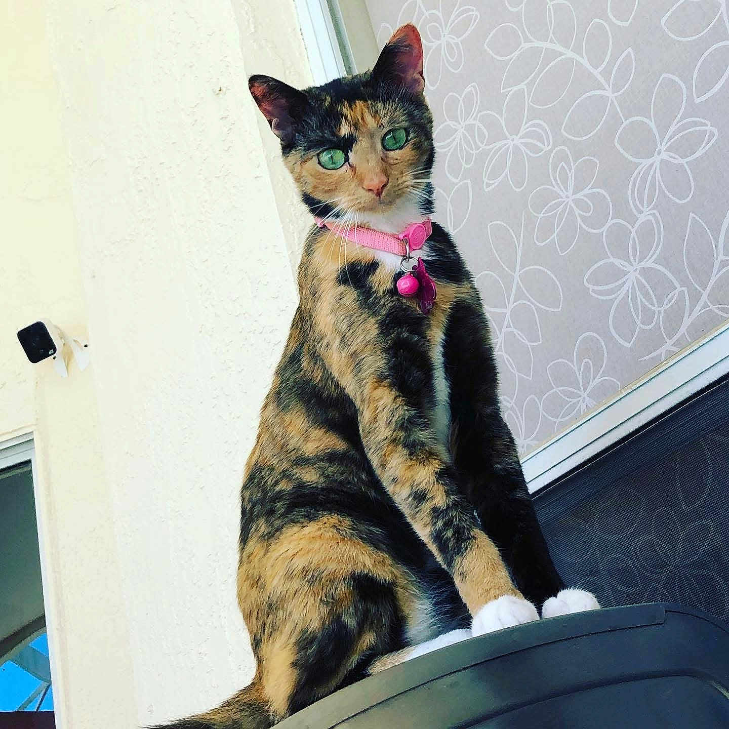 Coco joined the competition — help win amazing prizes! cat, calico, green_eyes, pink_collar, pet, animal, feline, sitting, perched, window_screen, pattern, wall, outdoor, close_up, looking_at_camera, domestic_cat, cute, alert, whiskers, fur