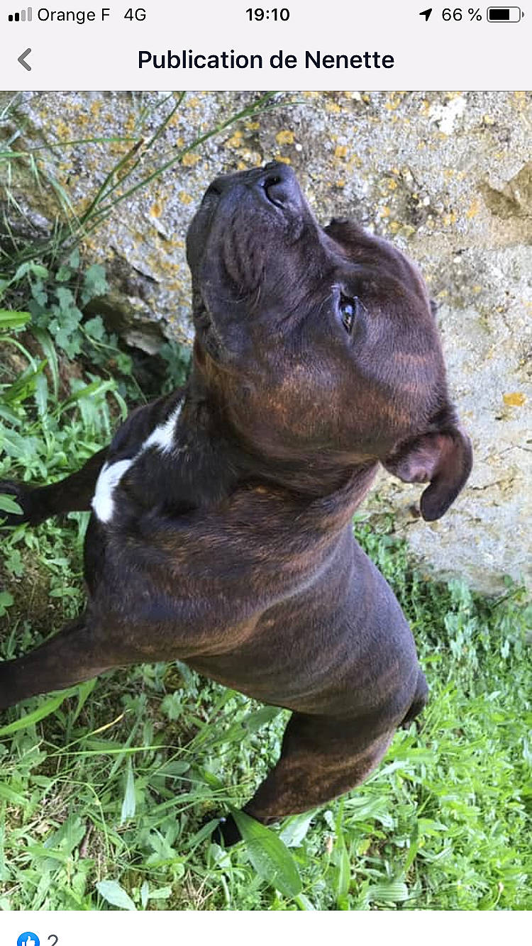 Narco a rejoint le concours — aidez-le/la à gagner de superbes lots ! american_pit_bull_terrier, american_staffordshire_terrier, bandog, canidae, carnivore, dog, dog_breed, fawn, french_bulldog, mammal, non_sporting_group, pit_bull, puppy, snout, sporting_group, staffordshire_bull_terrier, vertebrate