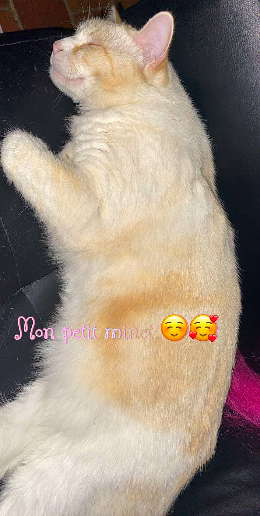 Mystic a rejoint le concours — aidez-le/la à gagner de superbes lots ! carnivore, cat, claw, fawn, felidae, fur, kitten, paw, persian, photo_caption, polydactyl_cat, small_to_medium_sized_cats, tail, turkish_angora, whiskers