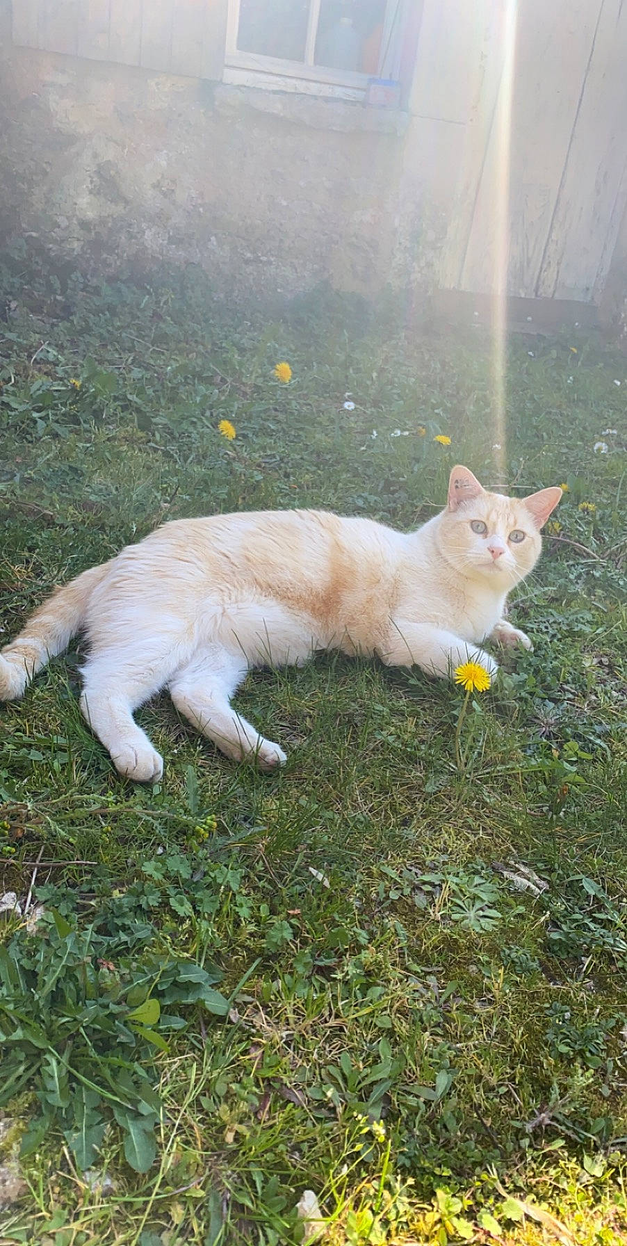 Mystic participe au concours pour gagner de l'argent avec cette photo : aegean_cat, carnivore, cat, domestic_short_haired_cat, european_shorthair, fawn, felidae, grass, kitten, mammal, persian, small_to_medium_sized_cats, tail, turkish_angora, turkish_van, vertebrate, whiskers