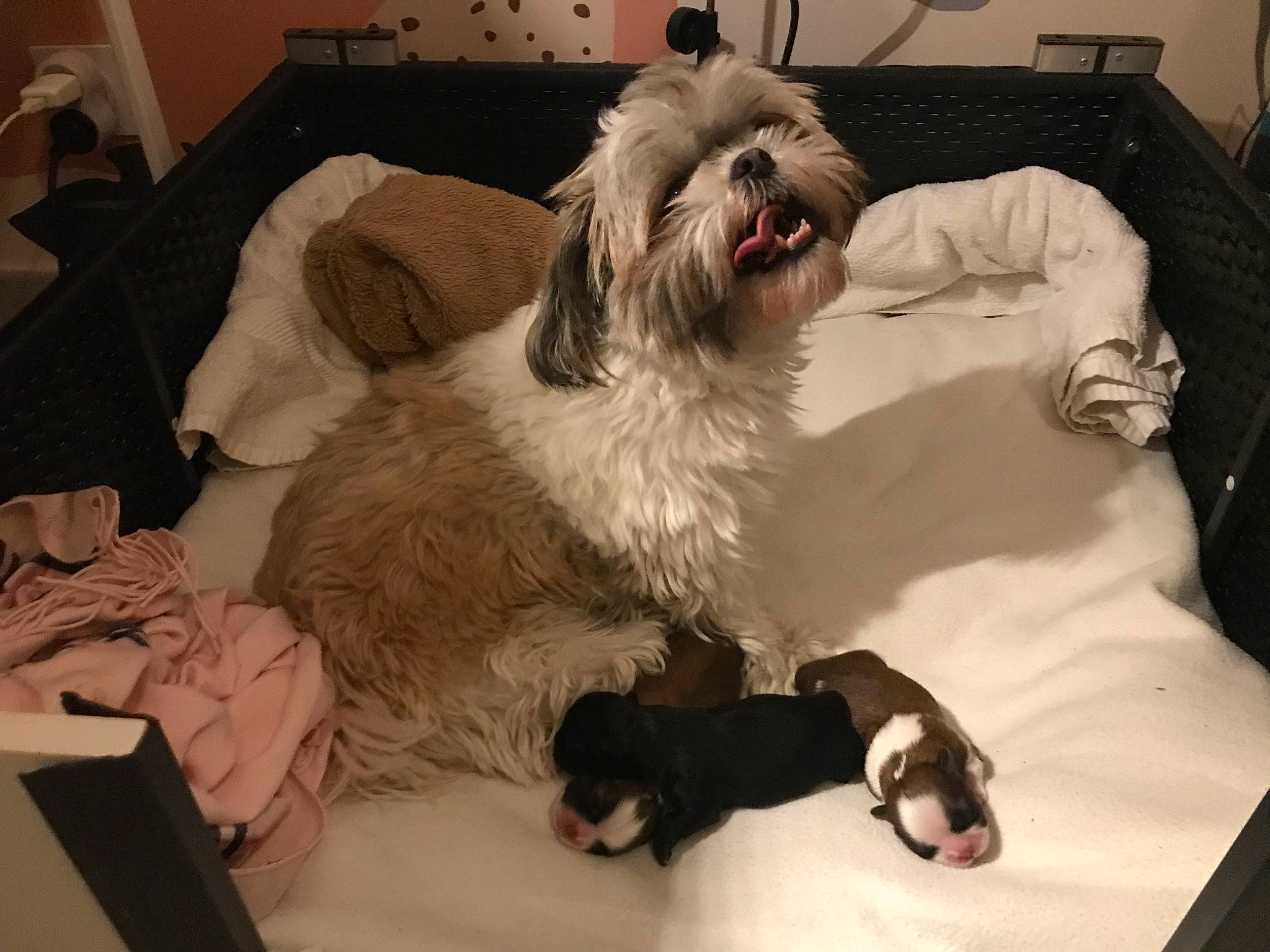 Sushie participe au concours pour gagner de l'argent avec cette photo : canidae, carnivore, comfort, companion_dog, dog, dog_breed, dog_supply, fur, mammal, non_sporting_group, room, sapsali, shih_poo, small_terrier, snout, sporting_group, terrier, tibetan_terrier, toy_dog, working_animal