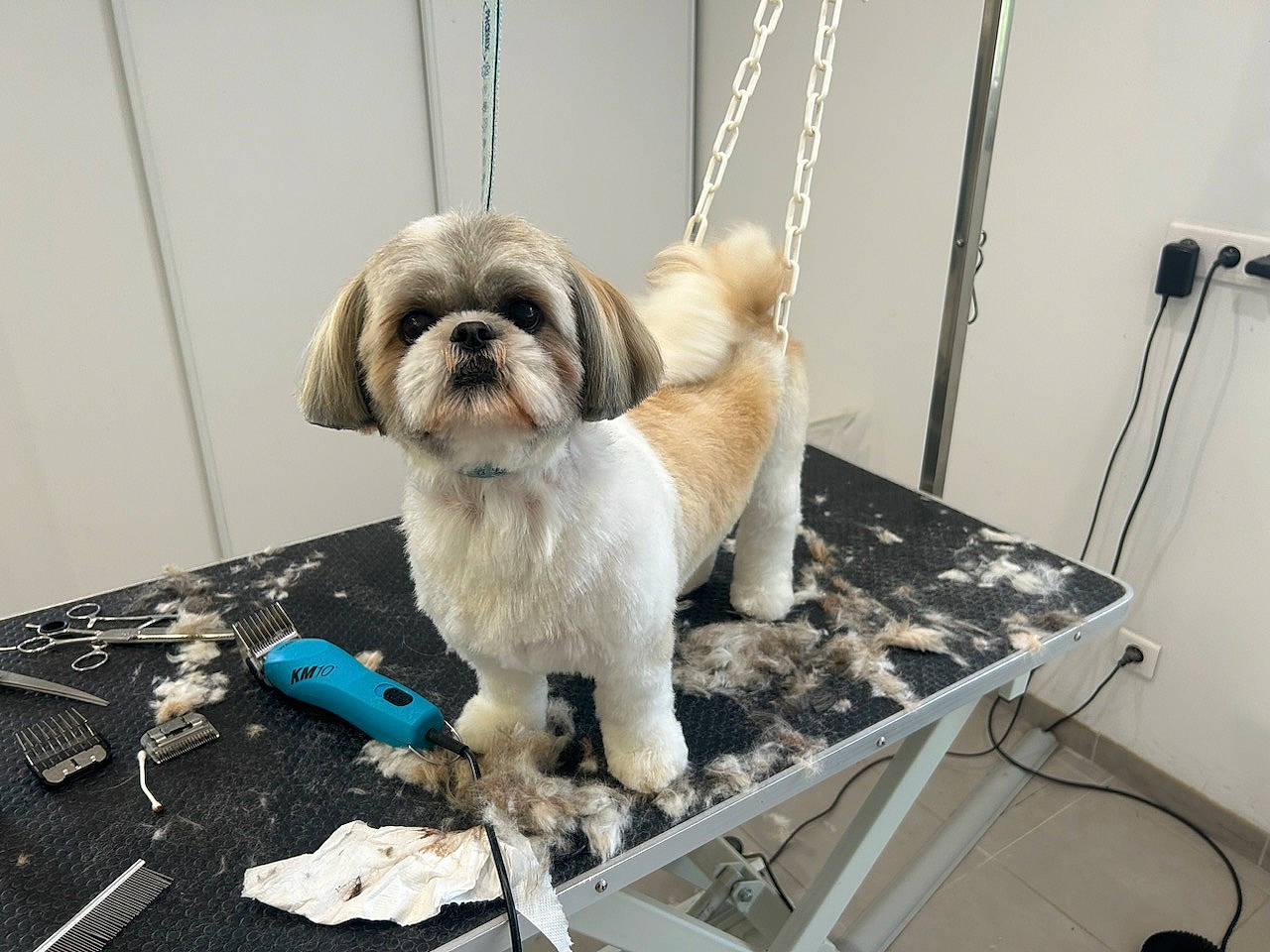 Sushie a rejoint le concours — aidez-le/la à gagner de superbes lots ! canidae, carnivore, collar, companion_dog, dog, dog_breed, dog_collar, dog_supply, fawn, fur, leash, liver, pet_supply, shih_tzu, small_terrier, snout, sporting_group, terrier, toy_dog, working_animal