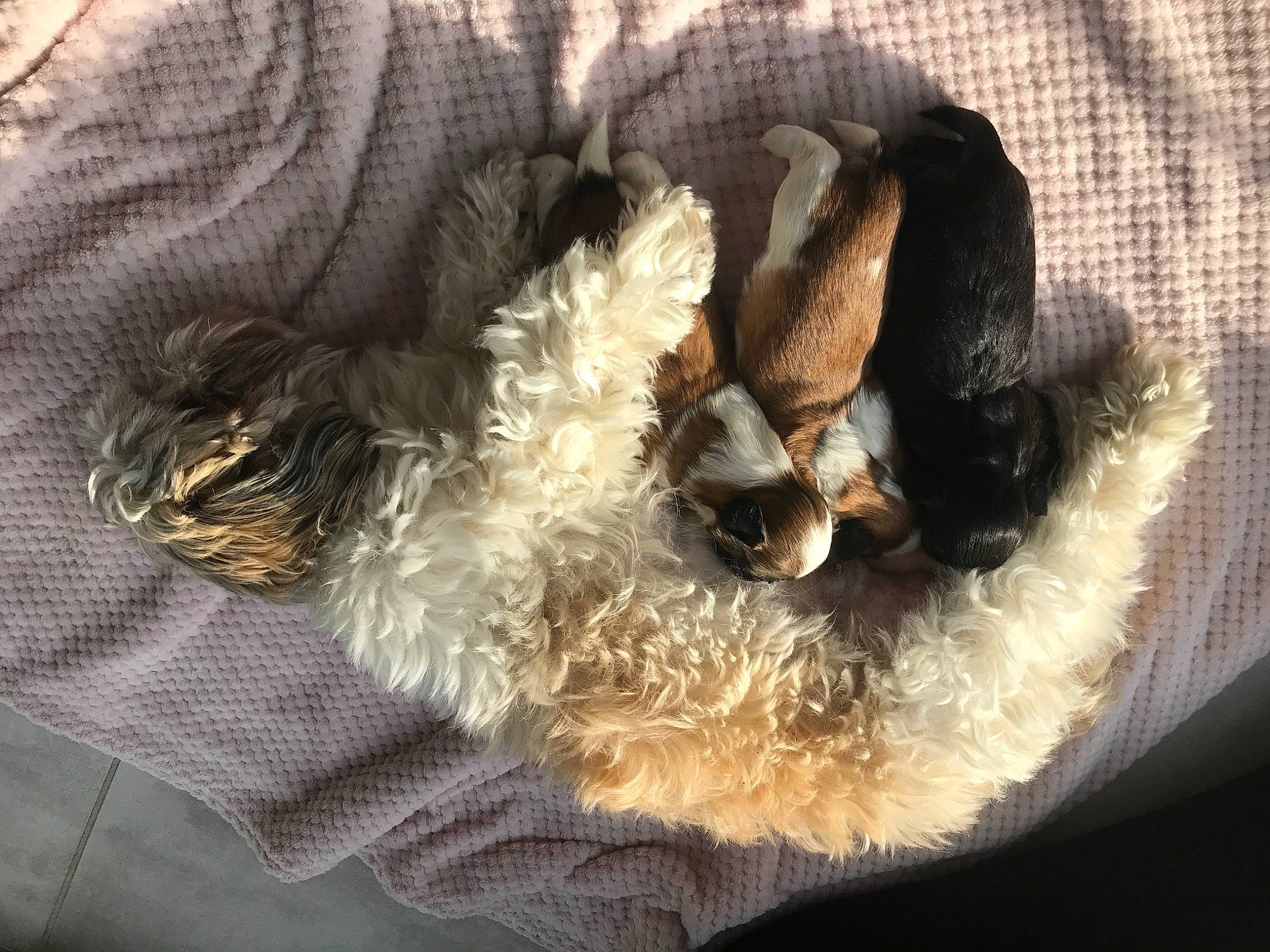 Sushie participe au concours pour gagner de l'argent avec cette photo : canidae, carnivore, comfort, companion_dog, dog, dog_breed, fawn, felidae, fur, fur_clothing, paw, small_to_medium_sized_cats, sporting_group, stuffed_toy, tail, terrier, textile, toy, toy_dog, whiskers