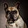 Filou