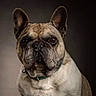 dog, french_bulldog, pet, canine, portrait, close_up, sitting, upright_ears, wrinkled_face, short_coat, fawn_coat, white_chest, collar, dark_background, studio_lighting, serious_expression, looking_at_camera, animal, companion, photography