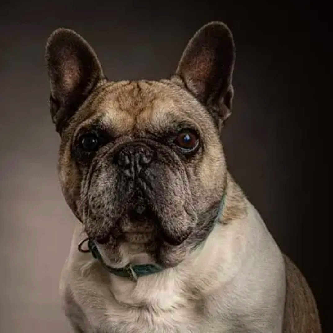 Filou a rejoint le concours — aidez-le/la à gagner de superbes lots ! dog, french_bulldog, pet, canine, portrait, close_up, sitting, upright_ears, wrinkled_face, short_coat, fawn_coat, white_chest, collar, dark_background, studio_lighting, serious_expression, looking_at_camera, animal, companion, photography