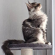 Aladin a rejoint le concours — aidez-le/la à gagner de superbes lots ! cat, fluffy, sitting, indoor, cat_tree, feline, pet, curious, tail, fur, whiskers, ears, platform, domestic_animal, mammal, looking_up, animal, cute, furniture, household