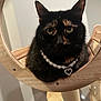 adorable, animal, black_fur, cat, closeup, curious, cute, decor, ears, eye_contact, feline, heart_pendant, household, indoor, pearl_necklace, pet, portrait, tortoiseshell, whiskers, wooden_frame