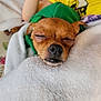 dog, sleeping, green_hoodie, blanket, cozy, resting, small_dog, pet, fur, nose, closed_eyes, indoor, comfort, cute, animal, relaxing, soft_texture, warm, canine, snout