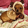 dog, small_dog, reindeer_costume, antlers, furry_clothing, blanket, patterned_blanket, red_couch, indoor, pet, cute, animal, costume, festive, holiday, brown_dog, fur, sitting, calm, portrait