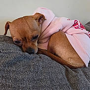 Belladonna Bella joined the competition — help win amazing prizes! dog, puppy, small_dog, brown_dog, hoodie, pink_clothing, resting, curled_up, couch, gray_couch, indoor, pet, sleepy, cozy, cute, fur, animal, domestic_animal, relaxed, snug