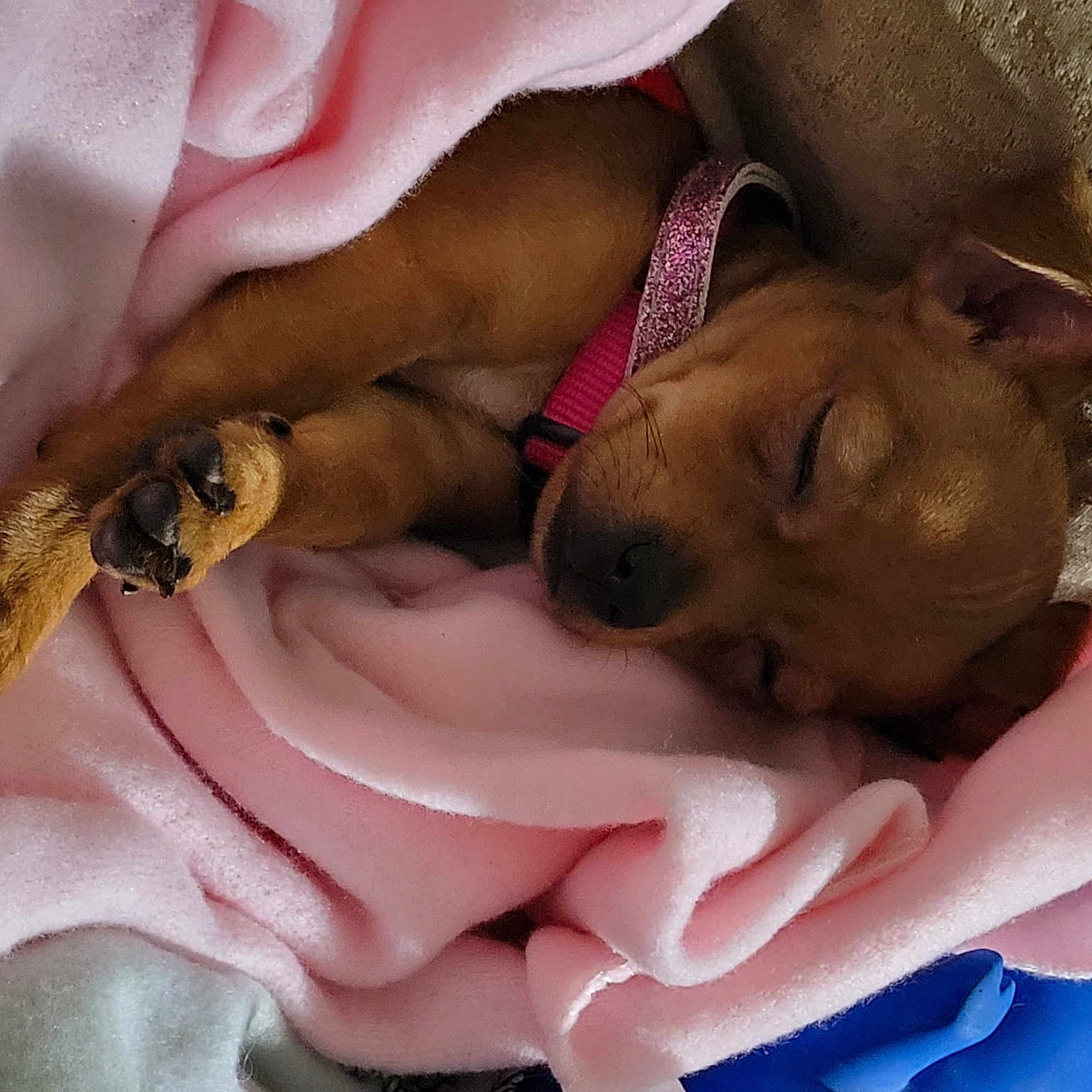 Bella