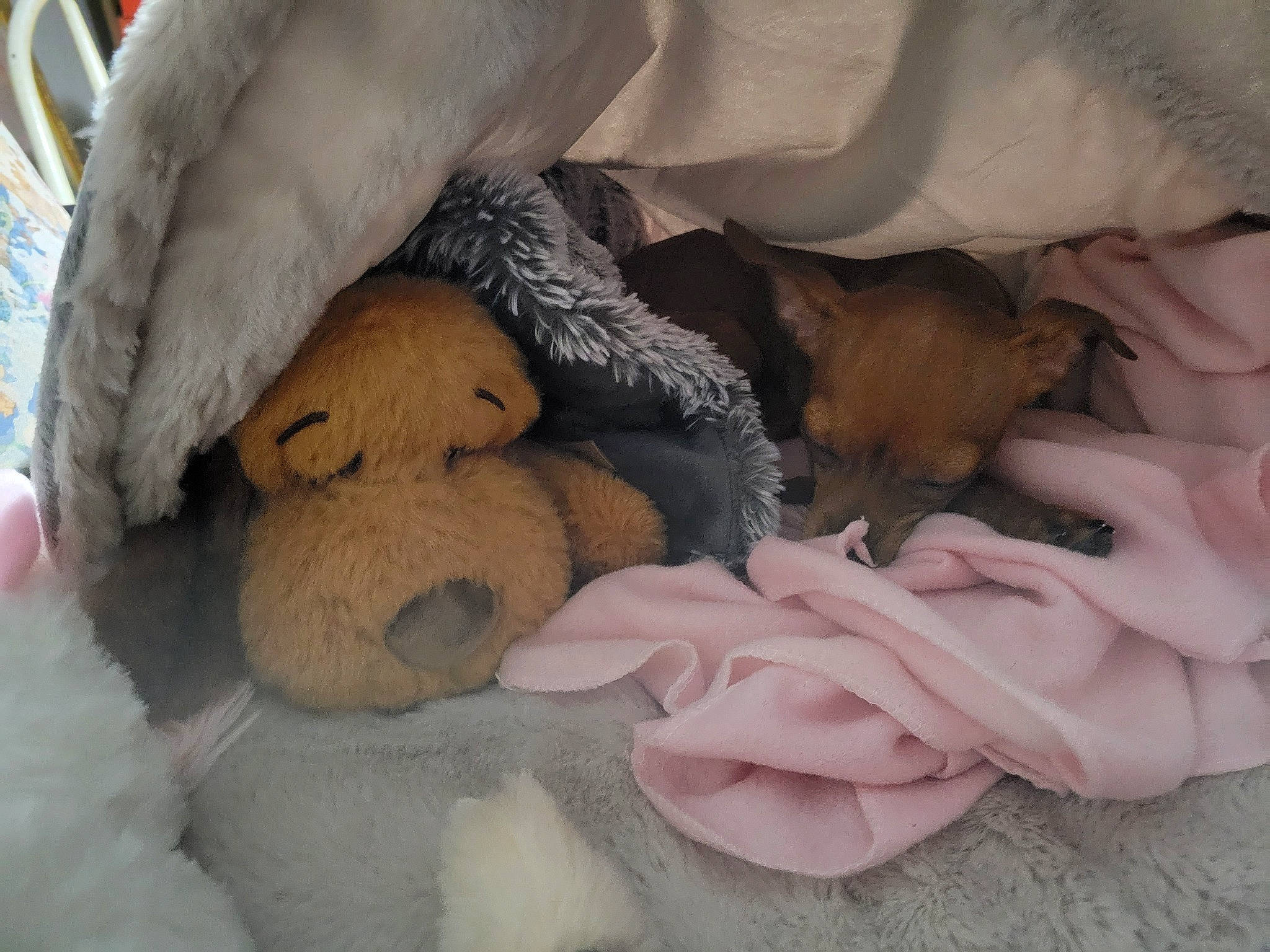 Bella joined the competition — help win amazing prizes! ball, bed, bed_sheet, bedding, canidae, comfort, companion_dog, duvet, fawn, felidae, fur, linens, nap, room, small_to_medium_sized_cats, stuffed_toy, tail, textile, toy, wool