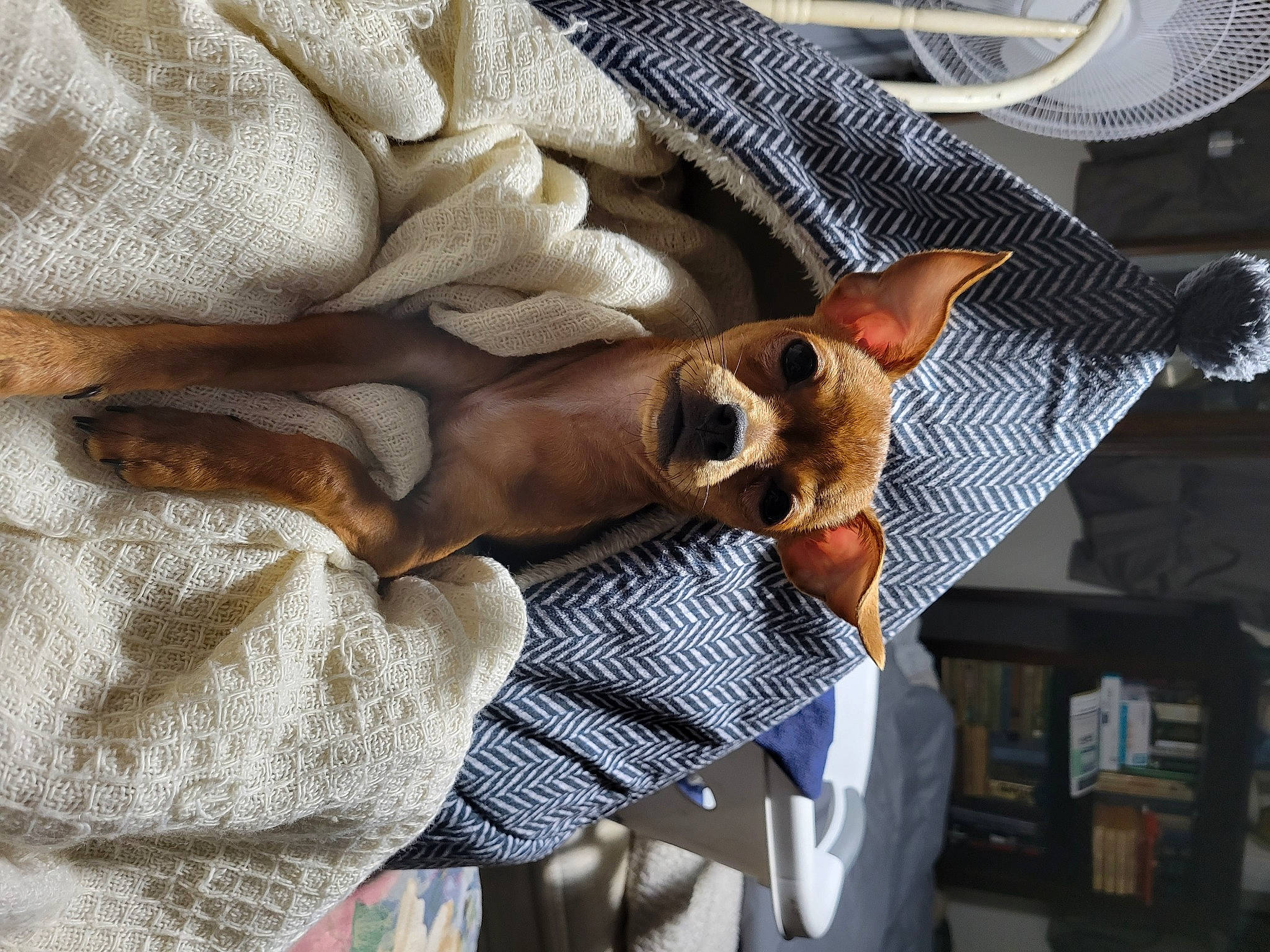 Bella joined the competition — help win amazing prizes! canidae, carnivore, comfort, companion_dog, dog, dog_breed, fawn, felidae, fur, linens, nap, non_sporting_group, paw, puppy, snout, sporting_group, toy_dog, working_animal