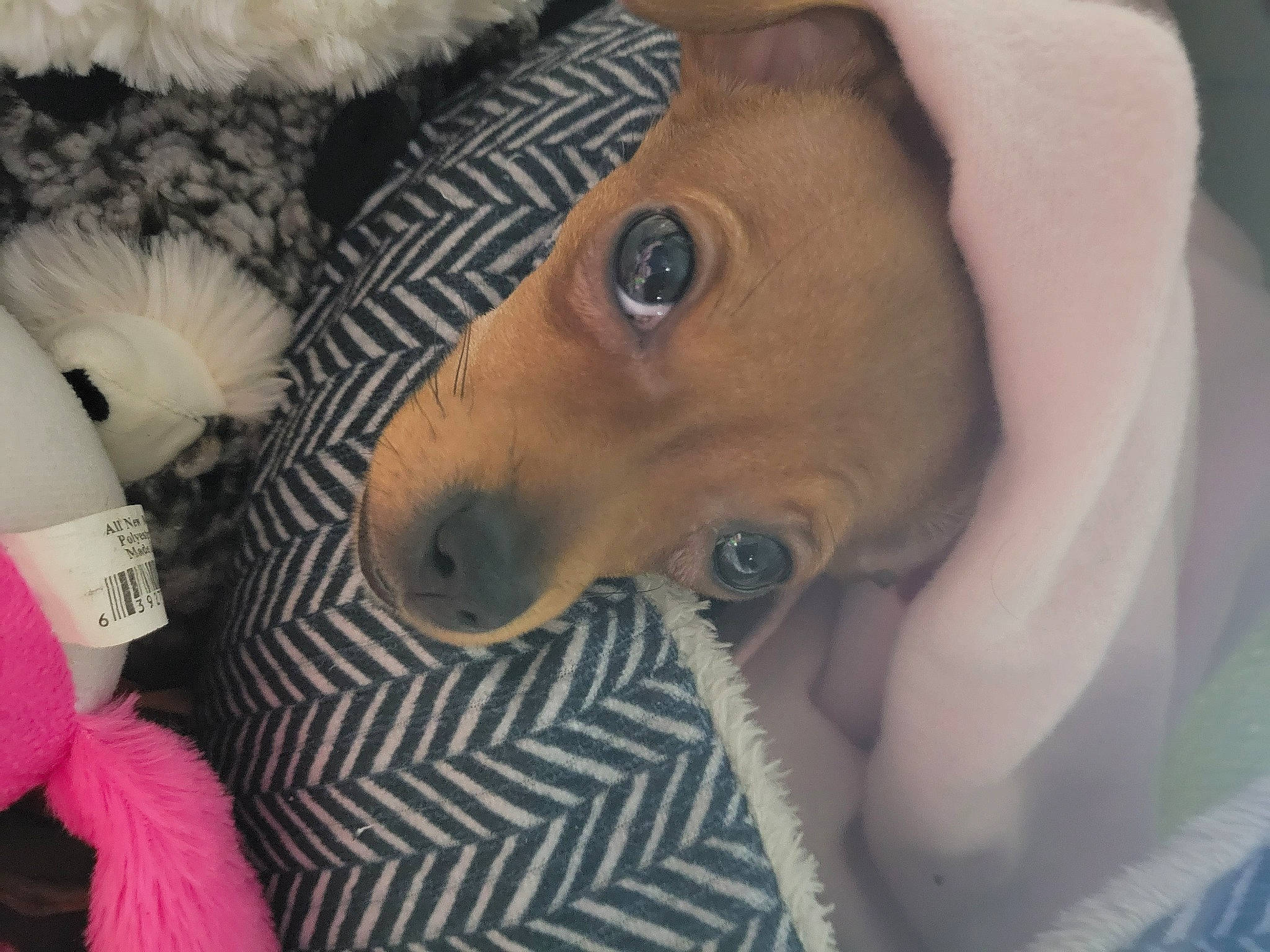 Bella is registered to the contest to win money with this photo: black_hair, chest, child, eyelash, fashion_accessory, fawn, finger, fur, hat, iris, jaw, linens, nose, selfie, skin, snout, sunglasses, toy, whiskers, wrinkle