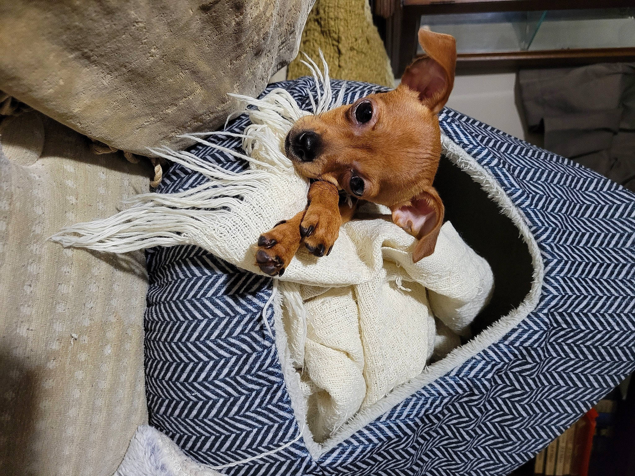 Bella joined the competition — help win amazing prizes! canidae, carnivore, collar, companion_dog, dog, dog_bed, dog_breed, dog_clothes, dog_supply, fawn, fur, pet_supply, snout, sporting_group, stuffed_toy, terrier, toy, toy_dog, whiskers, working_animal