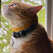 Pumpkin joined the competition — help win amazing prizes! cat, orange_cat, white_fur, collar, window, screen, whiskers, indoor, natural_light, profile_view, pet, domestic_animal, looking_up, close_up, feline, tag, fur, side_view, green_background, contemplative