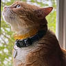 cat, orange_cat, white_fur, collar, window, screen, whiskers, indoor, natural_light, profile_view, pet, domestic_animal, looking_up, close_up, feline, tag, fur, side_view, green_background, contemplative