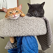 Jasper And Autumn is registered to the contest to win money with this photo: cat, orange_cat, gray_cat, cat_tree, blanket, indoor, pet, feline, resting, relaxed, cozy, fur, animal, portrait, cute, whiskers, ears, paw, home, furniture