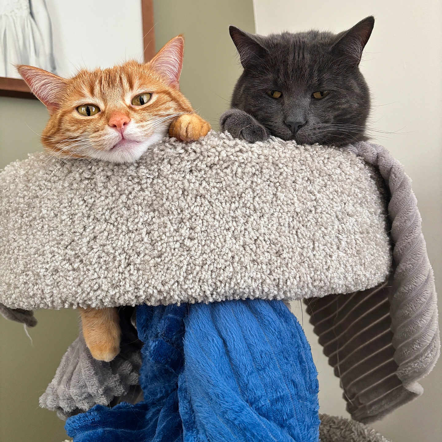 Jasper And Autumn is registered to the contest to win money with this photo: animal, blanket, cat, cat_tree, cozy, cute, ears, feline, fur, furniture, gray_cat, home, indoor, orange_cat, paw, pet, portrait, relaxed, resting, whiskers