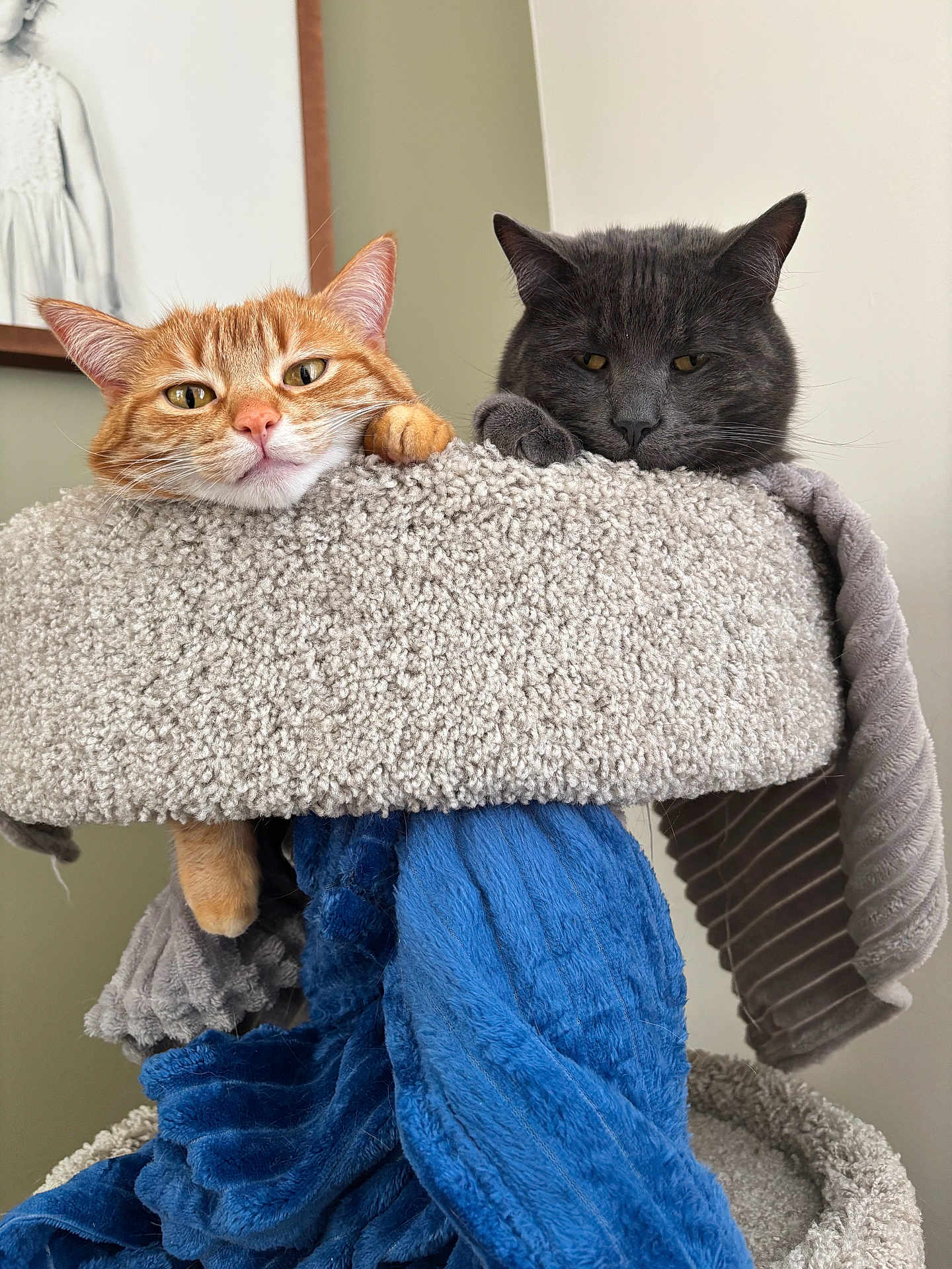 Jasper And Autumn is registered to the contest to win money with this photo: cat, orange_cat, gray_cat, cat_tree, blanket, indoor, pet, feline, resting, relaxed, cozy, fur, animal, portrait, cute, whiskers, ears, paw, home, furniture