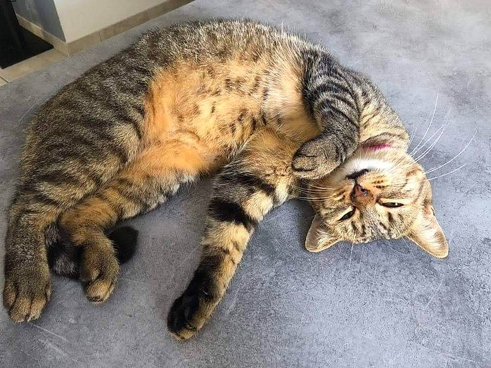 Ninon a rejoint le concours — aidez-le/la à gagner de superbes lots ! california_spangled, carnivore, cat, claw, domestic_short_haired_cat, dragon_li, european_shorthair, felidae, fur, nap, paw, pixie_bob, sleep, small_to_medium_sized_cats, sokoke, tabby_cat, tail, toyger, whiskers, wild_cat