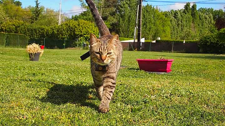 Ninon participe au concours pour gagner de l'argent avec cette photo : bengal, california_spangled, carnivore, cat, domestic_short_haired_cat, dragon_li, european_shorthair, felidae, grass, lawn, ocicat, pixie_bob, small_to_medium_sized_cats, tabby_cat, terrestrial_animal, toyger, tree, whiskers, wild_cat, wildlife