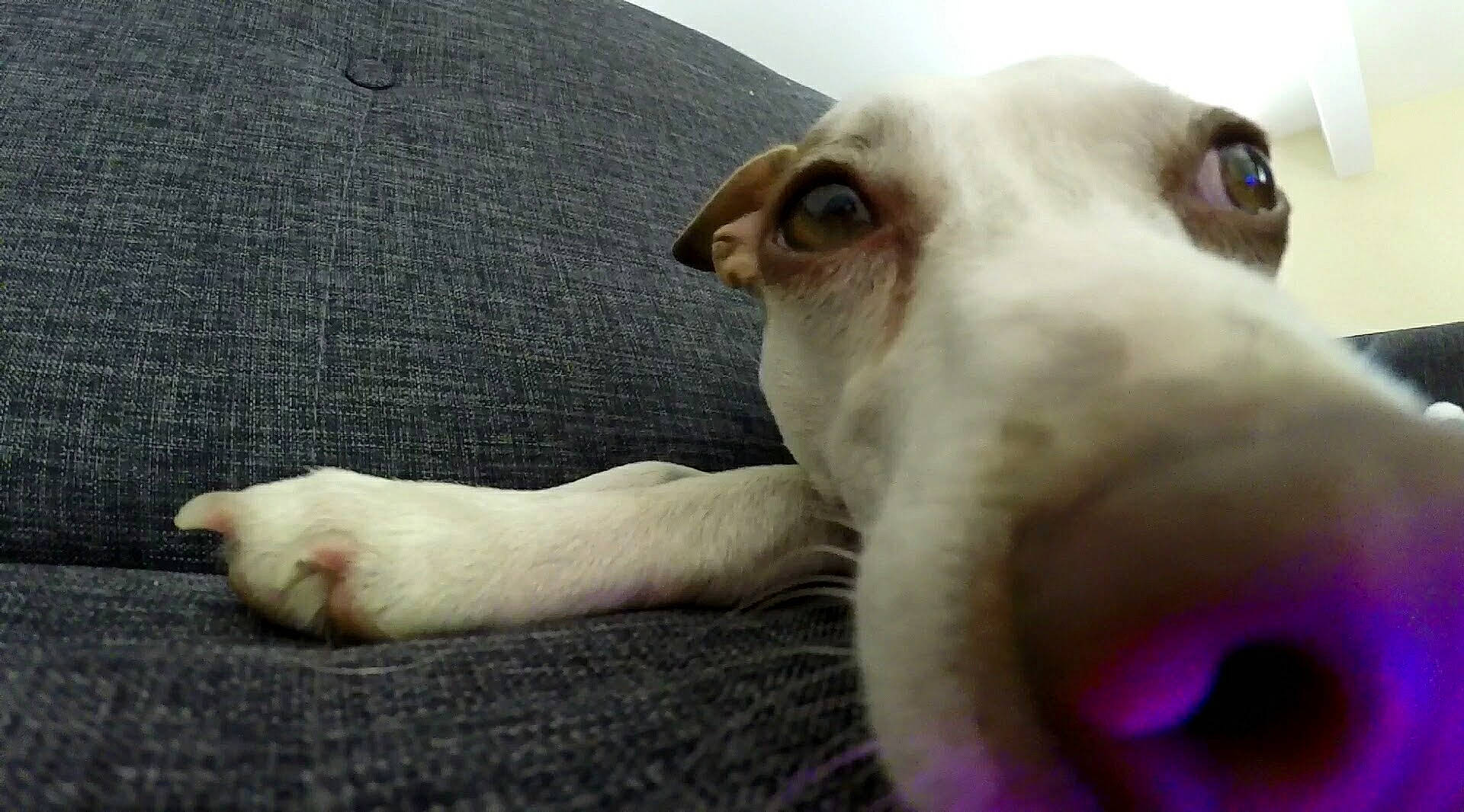 Joon participe au concours pour gagner de l'argent avec cette photo : canidae, carnivore, dog, dog_breed, galgo_espanol, greyhound, mammal, nose, snout, vertebrate, whippet