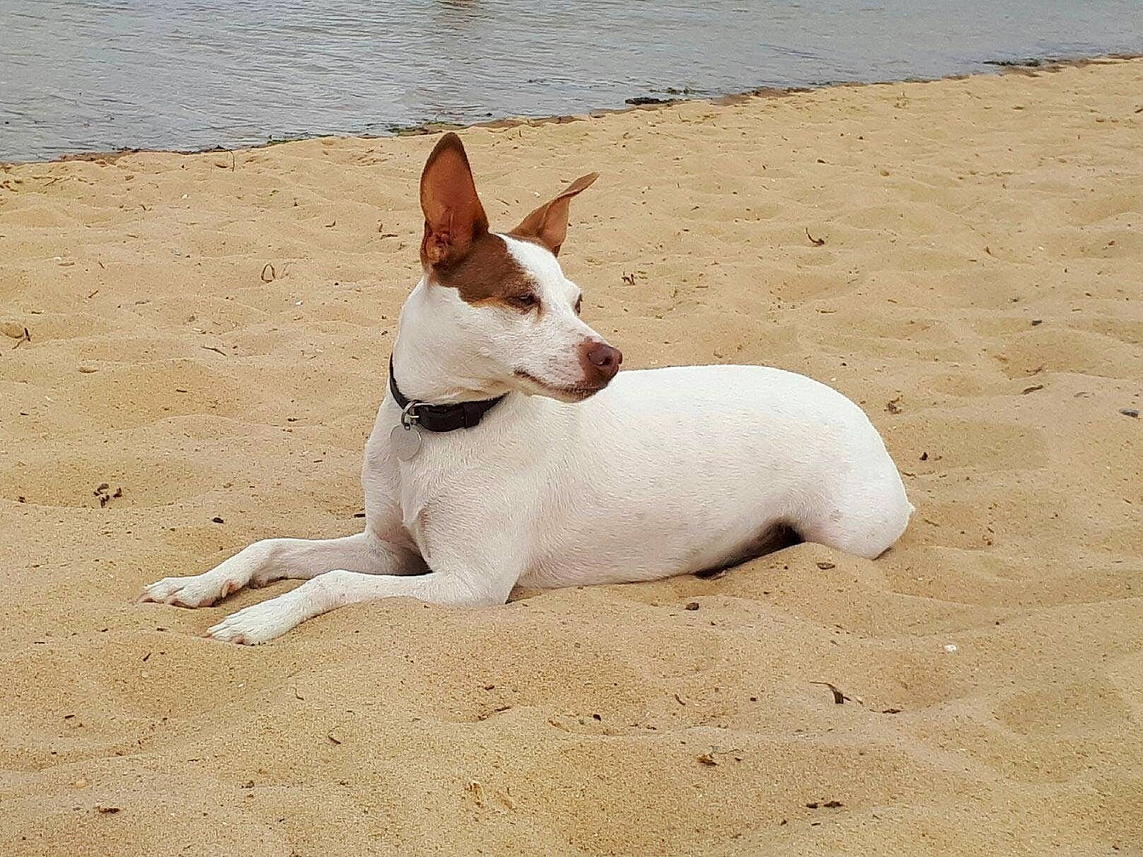 Joon a rejoint le concours — aidez-le/la à gagner de superbes lots ! canidae, carnivore, companion_dog, dog, dog_breed, ear, fawn, ibizan_hound, mammal, podenco_canario, rat_terrier, tail, teddy_roosevelt_terrier, tenterfield_terrier, vertebrate