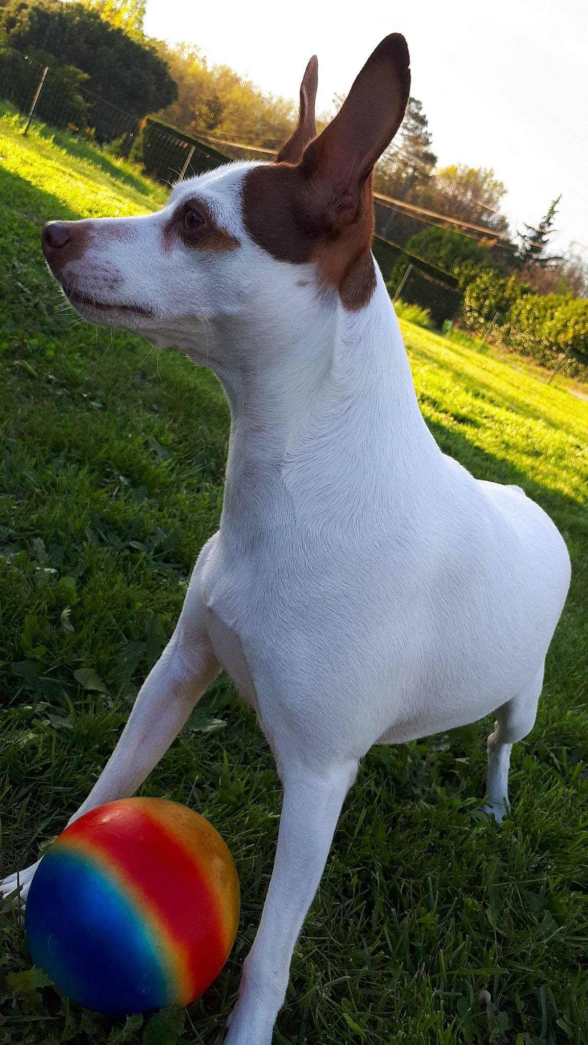Joon participe au concours pour gagner de l'argent avec cette photo : ancient_dog_breeds, canidae, carnivore, companion_dog, dog, dog_breed, mammal, miniature_fox_terrier, rat_terrier, russell_terrier, smooth_fox_terrier, teddy_roosevelt_terrier, tenterfield_terrier, terrier, toy_fox_terrier, vertebrate