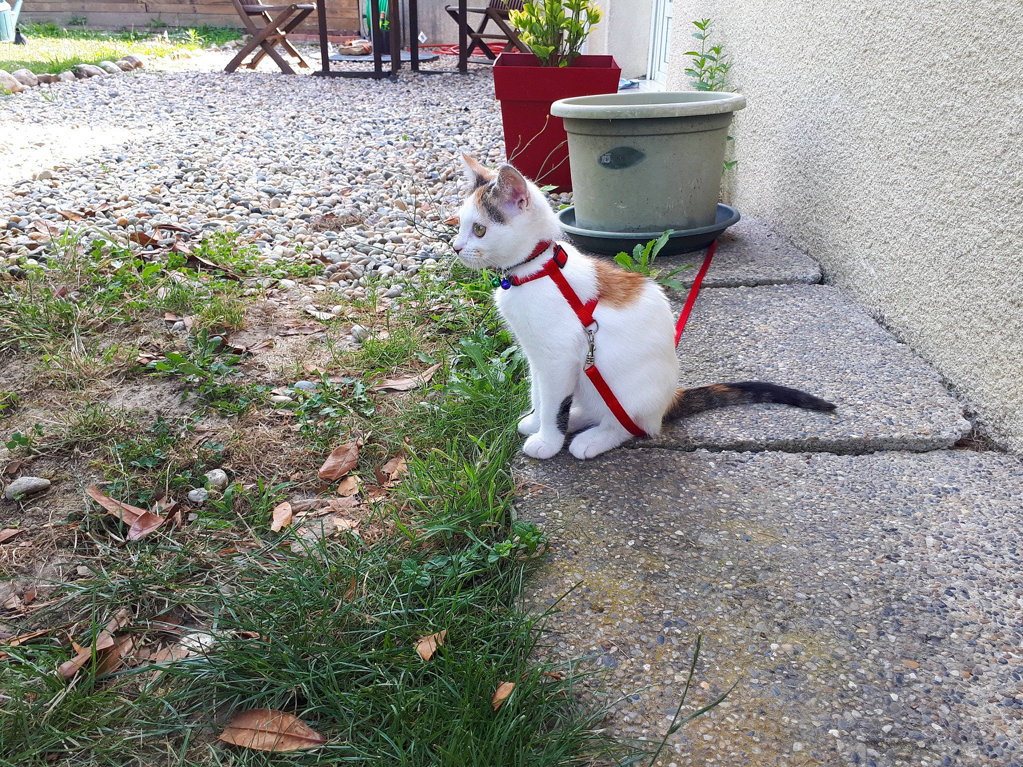 Ozzy a rejoint le concours — aidez-le/la à gagner de superbes lots ! canidae, carnivore, cat, dog, dog_breed, felidae, leash, rat_terrier, small_to_medium_sized_cats, tail, yard