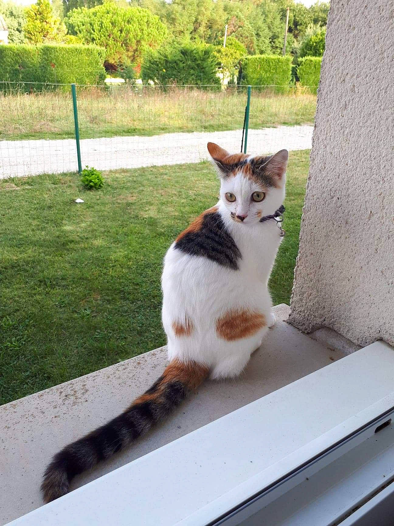 Ozzy participe au concours pour gagner de l'argent avec cette photo : aegean_cat, carnivore, cat, domestic_short_haired_cat, european_shorthair, felidae, fur, grass, home, house, kitten, plant, polydactyl_cat, small_to_medium_sized_cats, table, tail, tree, turkish_van, whiskers, window