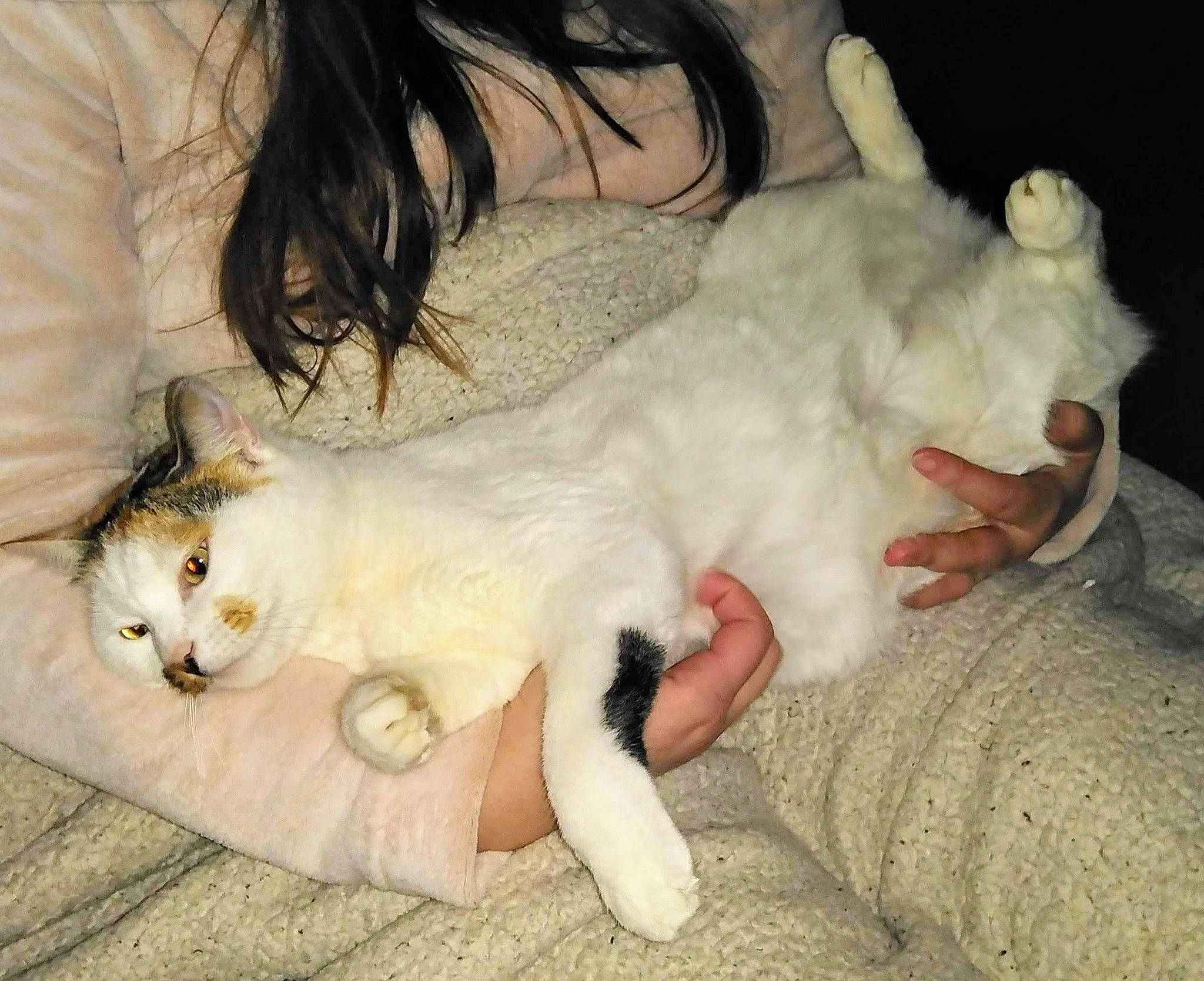 Ozzy participe au concours pour gagner de l'argent avec cette photo : american_curl, asian, burmilla, carnivore, cat, claw, felidae, khao_manee, leg, mammal, nose, paw, polydactyl_cat, skin, small_to_medium_sized_cats, tail, turkish_angora, turkish_van, whiskers, white