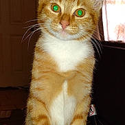 Oscar is registered to the contest to win money with this photo: animal, cat, close_up, curious, cute, domestic_cat, ears, feline, fur, green_eyes, household, indoor, looking, mammal, orange_tabby, paws, pet, portrait, standing, whiskers