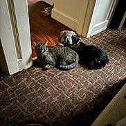 Dopeo is registered to the contest to win money with this photo: animal, brown_floor, carpet, cat, companion, cozy, dog, domestic, doorway, floor, friendship, furry, indoor, patterned_rug, pet, quiet, relaxed, resting, small_dog, tabby_cat