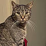 Dopeo is registered to the contest to win money with this photo: animal, background, cat, close_up, curious, cute, domestic_cat, face, feline, fur, household, indoor, looking, mammal, pet, portrait, sitting, tabby_cat, whiskers, yellow_eyes