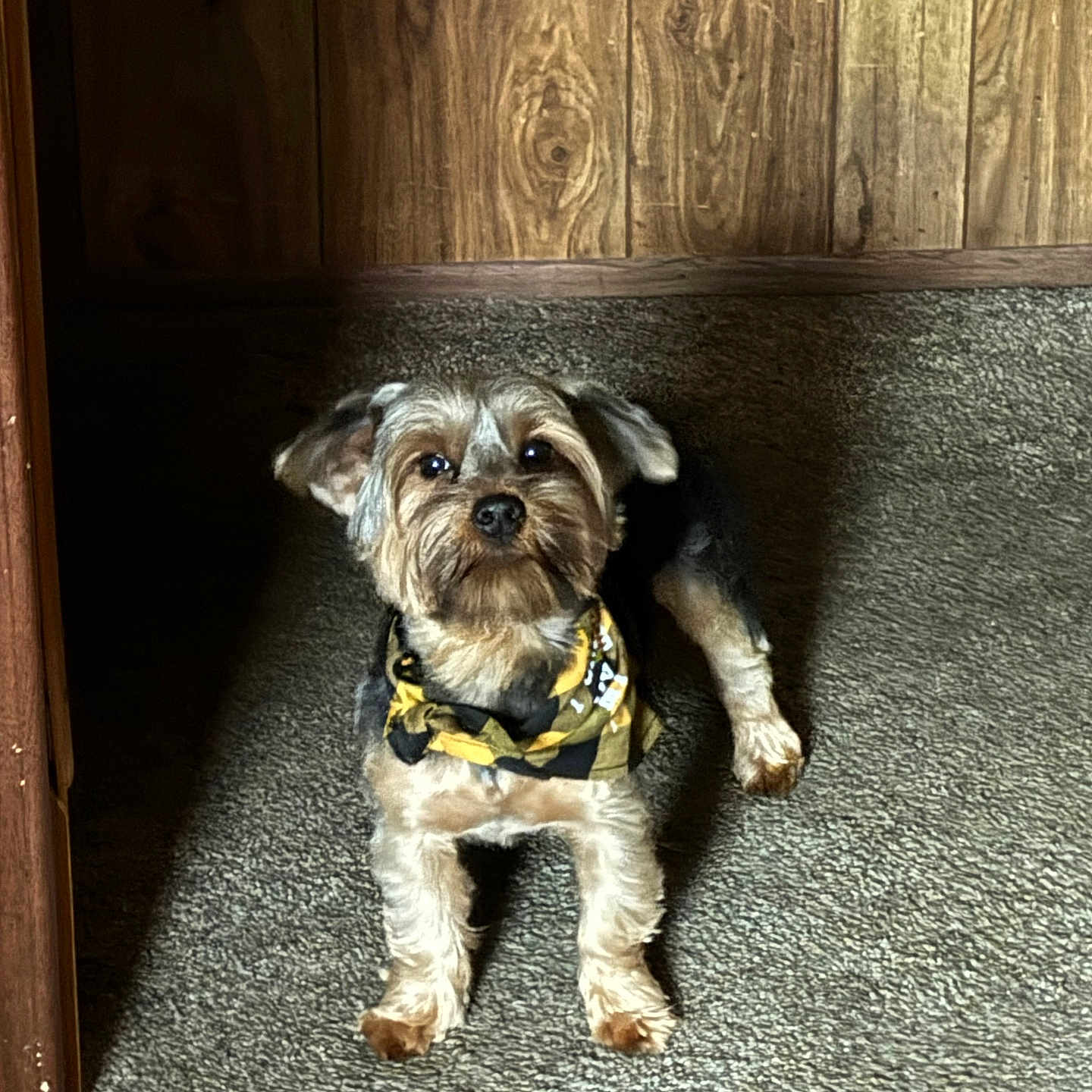 Romeo is registered to the contest to win money with this photo: animal, bandana, canine, carpet, companion, cozy, cute, dog, ears, fur, home, indoor, light, looking_up, paws, pet, portrait, shadow, small_dog, wooden_wall