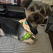 Romeo joined the competition — help win amazing prizes! animal, bandana, bed, collar, cozy, curious, cute, dog, floor, fur, furniture, home, indoors, looking, pet, resting, shelf, sitting, small_dog, striped_bedspread