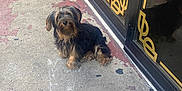 Romeo joined the competition — help win amazing prizes! animal, black, brown, concrete, curious, cute, dog, door, fur, glass, gold_decoration, outdoor, pavement, pet, reflection, scruffy, sidewalk, sitting, small_dog, waiting
